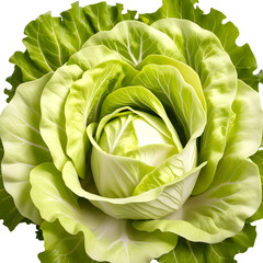 photo of a lettuce on a white background