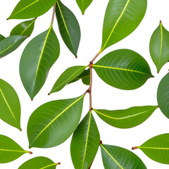 rubber tree, green leaves on a white background