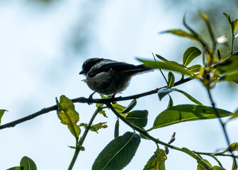Long-tailed Tit (Aegithalos caudatus) - Commonly Found in Europe and Asia