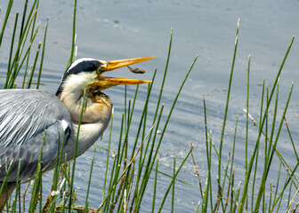 Grey Heron (Ardea cinerea) - Commonly Found in Europe, Asia, and Africa