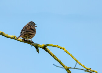 Dunnock (Prunella modularis) - Commonly Found in Europe and Asia