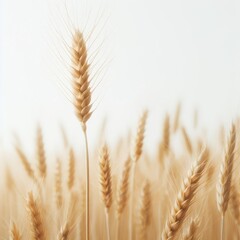 Fototapeta premium Wheat isolated on a white background 