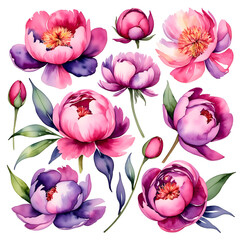 watercolor peonies in pink and purple colors on a white background
