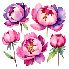 watercolor peonies on a white background