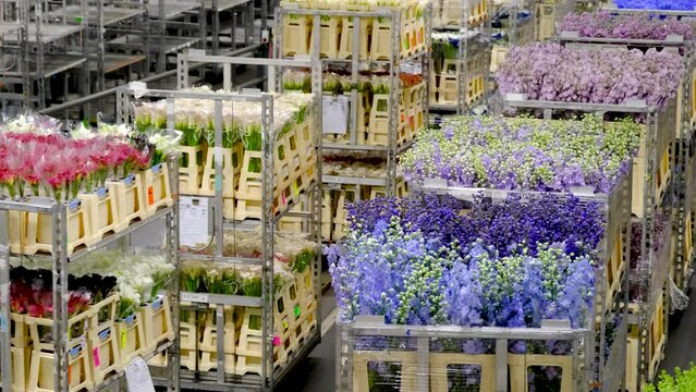 Royal Flora. Flower carts are moved along an automated rail system at the Aalsmeer Flower auction building in Aalsmeer, Netherlands.