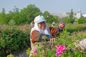 Turkish peasant woman picking roses in the rose fields of Isparta, a famous city in Turkey.