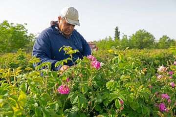 Male labourer picking roses in the rose fields of Isparta, a famous city in Turkey.
