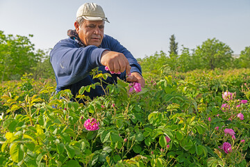 Male labourer picking roses in the rose fields of Isparta, a famous city in Turkey.