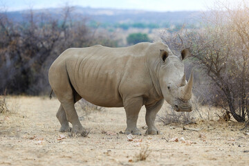 Obraz premium Rhino, safari and sand with horn in portrait with wildlife in nature for big five with confidence. Environment, endangered and poaching with preservation of habitat for protection for species safety.