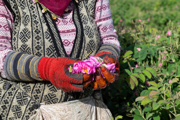 A female labourer picking roses in a rose field and roses in her hand. Worn hands, labouring woman.