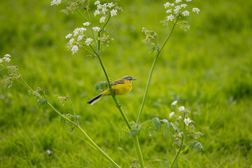 Wiesenschafstelze sitzt auf einem Blumenstengel vor grünem Gras