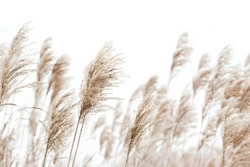 Fototapeta premium Beige Grasses Against White Sky in Abstract Autumn Landscape