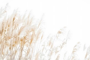 Elegant Abstract Background with Beige Grasses and White Sky