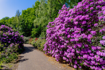 Selective focus of violet purple flower full bloom on the tree with green leaves, Rhododendron is a very large genus of species of woody plants in the heath family, Ericaceae, Nature floral background