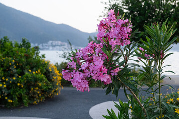 Pink oleander flowers on the sea beach.