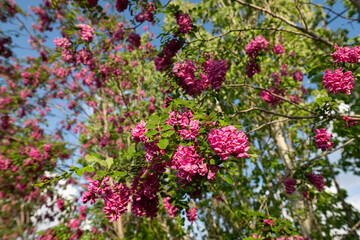 Beautiful Rose Acacia, Robinia pseudoacacia, Blooming in the Spring Garden. Robinia Viscosa close up. Spring seasonal background with fresh green.