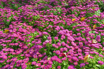 Fresh bright blooming pink korean garden chrysanthemums bushes Cherry lace in autumn garden outside in sunny day. Flower background for greeting card, wallpaper, banner, header.