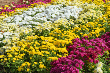 Field of fresh bright blooming various color chrysanthemums bushes in autumn garden outside in sunny day, flowerbed. Flower background for greeting card, wallpaper, banner, header.