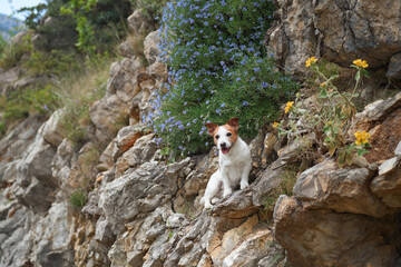 A Jack Russell Terrier perches on a rocky outcrop beside a cascade of blue wildflowers, with the rugged texture of the mountain providing a striking contrast