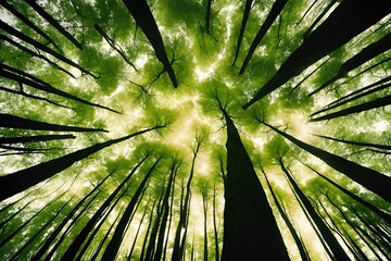Sunlight filtering through lush green forest canopy, tall trees from below, vibrant nature scene, serene woodland view, tranquil atmosphere