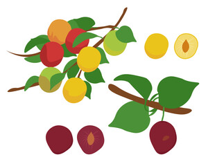 Cherry plum set of branches with leaves and fruits of yellow and dark red color, juicy nutritious berry