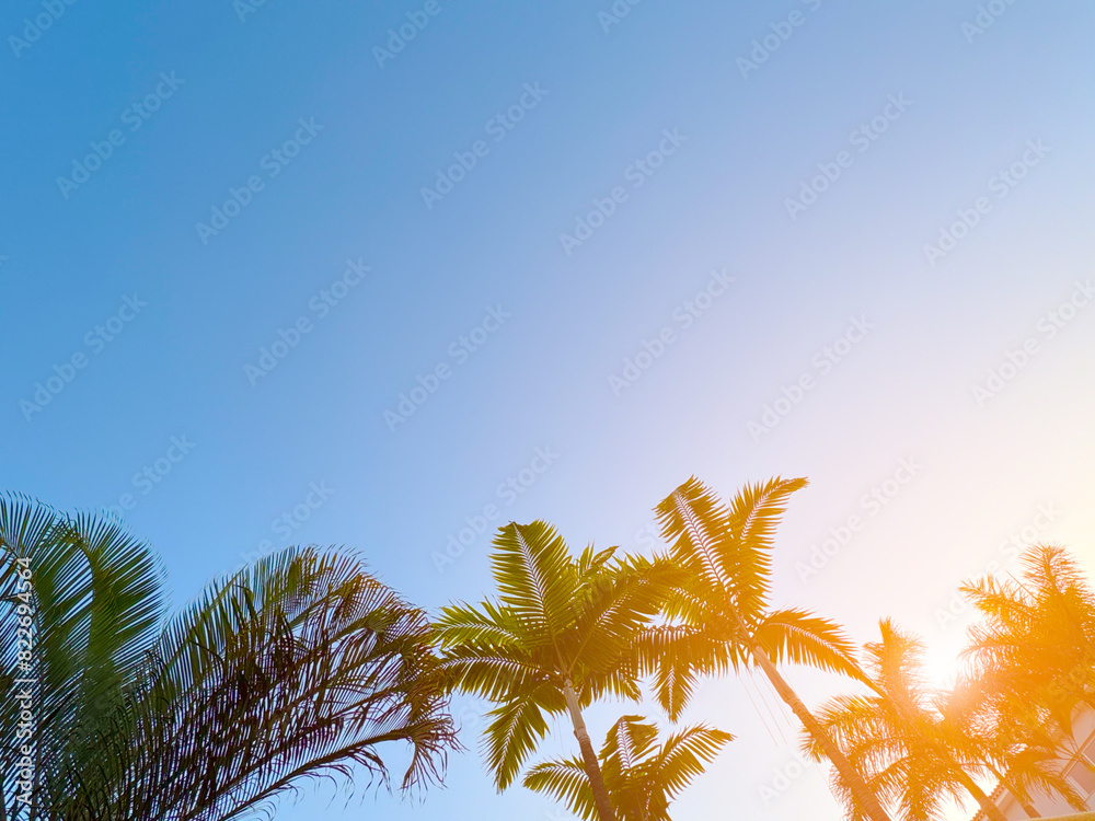 Wall mural Palm trees silhouetted against a clear, blue sky with warm, glowing sunlight. perfect for summer-themed designs, travel promotions, vacation brochures, or relaxation posters.