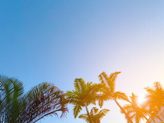 Palm trees silhouetted against a clear, blue sky with warm, glowing sunlight. perfect for...