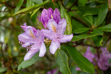 Flowering bush of pink rhododendron