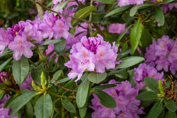 Flowering bush of pink rhododendron