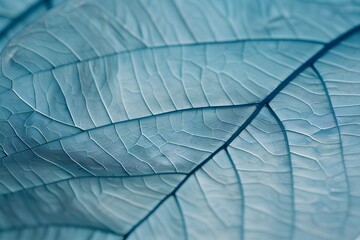 Closeup of Blue Leaf Texture with Veins - Nature Abstract