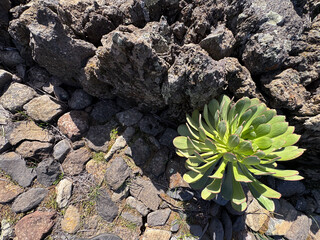 Green Succulent Plant Thriving Amidst Rocky Terrain Under Bright Sunlight.