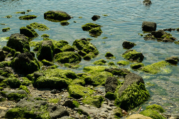 Close-up view of moss-covered rocks in the sea, with sparkling water and algae adding texture and color to the scene
