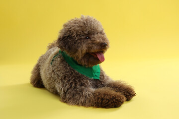 Cute Toy Poodle dog with green bandana on yellow background