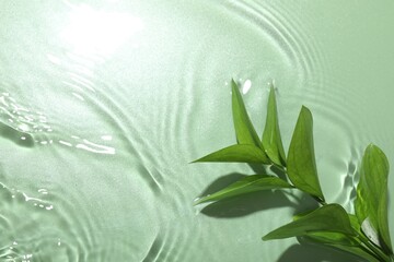 Fresh branch in water on light green background, top view. Space for text