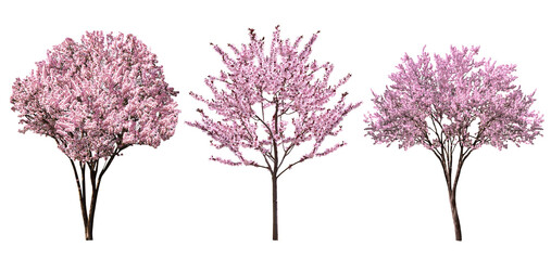 Beautiful blossoming spring trees isolated on white, set
