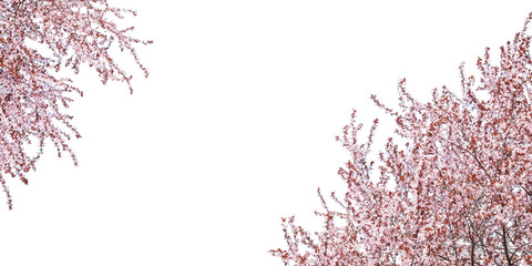 Blossoming spring trees isolated on white. Branches with beautiful pink flowers