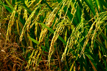 Selective focus picture and close up of ready to harvest jasmine fragrant rice at paddy field in...