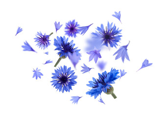 Bright blue cornflowers in air on white background