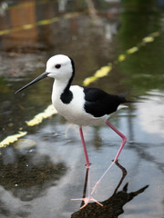 Black-necked Stilt (Himantopus himantopus) on a wooden floor platform