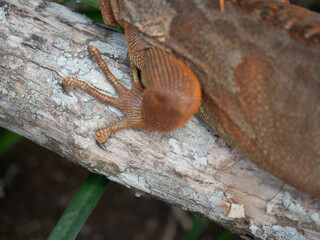Iguana on a branch in the garden. Close up.