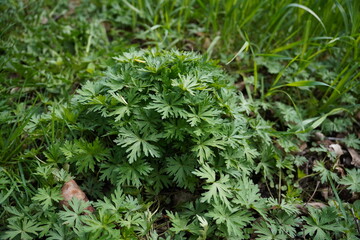 Green leaves