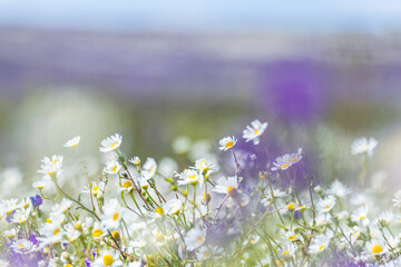 Portugal, Evora. Field of white daisies and purple sage.