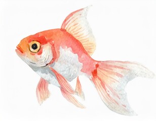 goldfish illustration