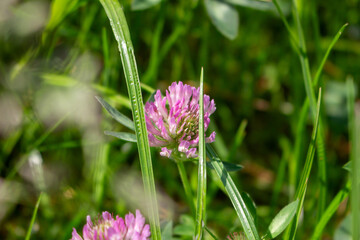 Meadow clover (Trifolium pratense)