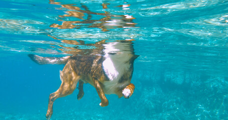 UNDERWATER, CLOSE UP: Brown doggo swimming in crystal clear blue Adriatic Sea. Healthy and fun...