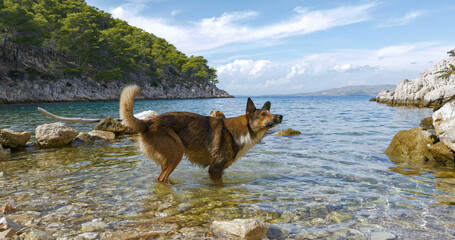 A wet and playful young doggo standing in the shallow seawater on pebbly shore, waiting for its...