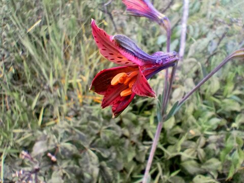 alstroemeriaceae