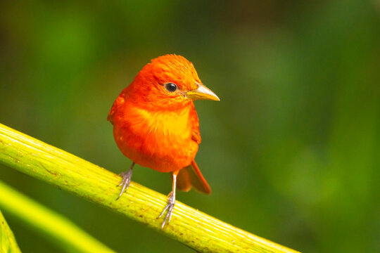 Costa Rica, Cordillera de Talamanca. Summer tanager male close-up.