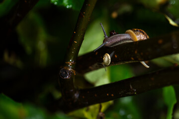 snail on a branch