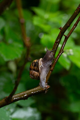 snail on a branch